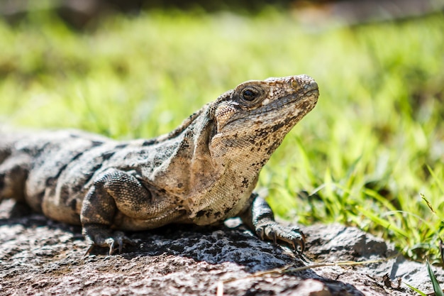 Close-up of lizard outdoors