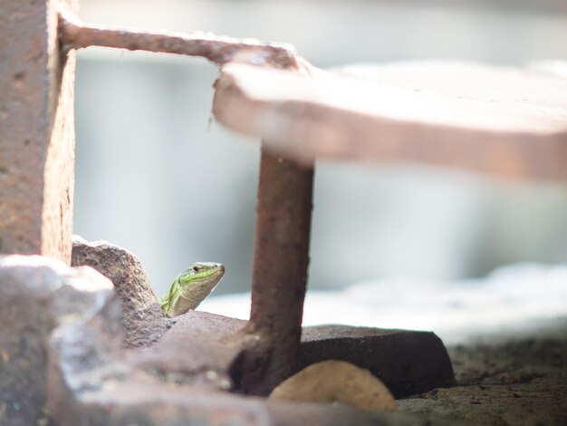 Photo close-up of lizard on retaining wall