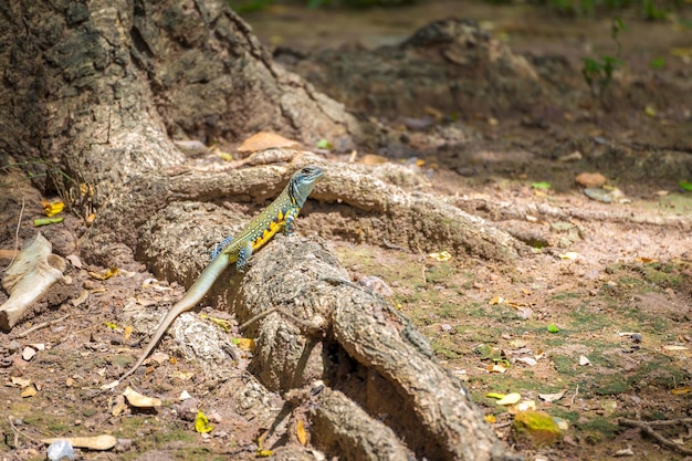 Close-up of lizard on rock