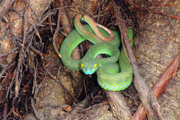 Close-up of lizard on tree trunk