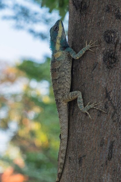 Photo close-up of lizard on tree trunk