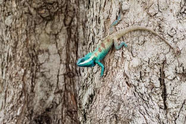 Photo close-up of lizard on tree trunk