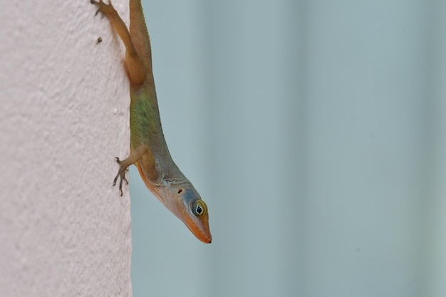 Photo close-up of lizard on wall