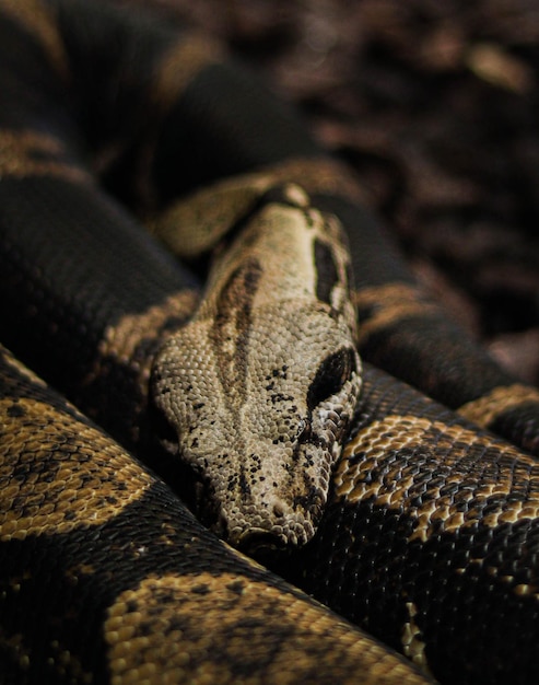 Photo close-up of lizard