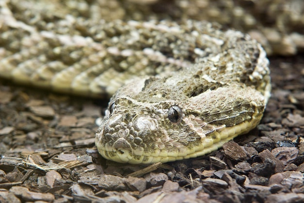 Close-up of lizard