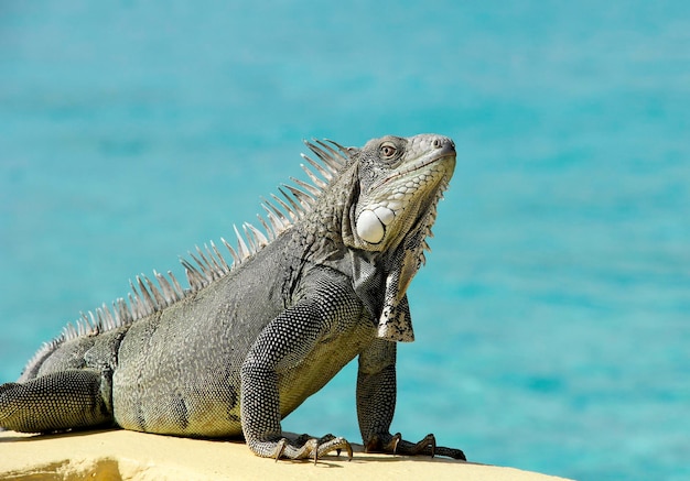 Photo close-up of lizard