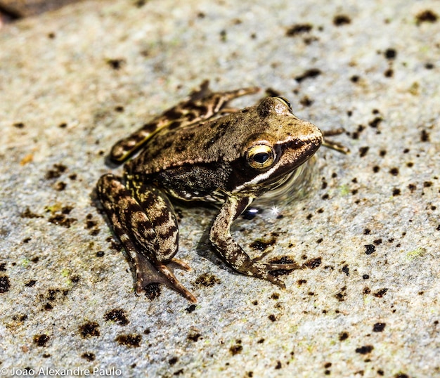 Close-up of lizard