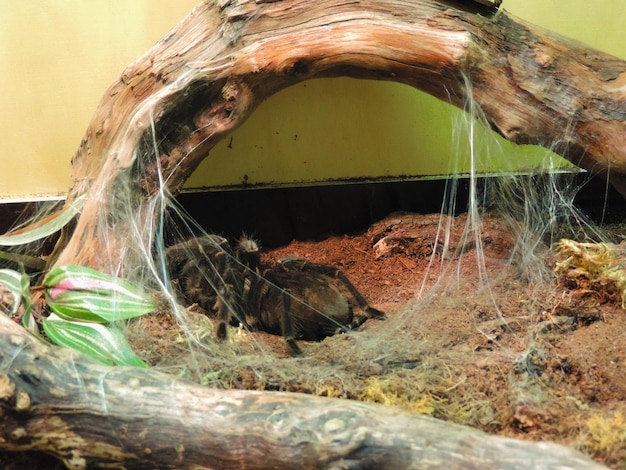 Photo close-up of lizard