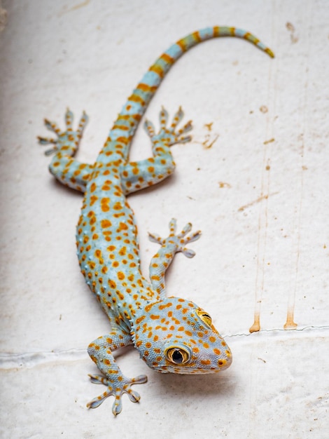 Photo close-up of lizard