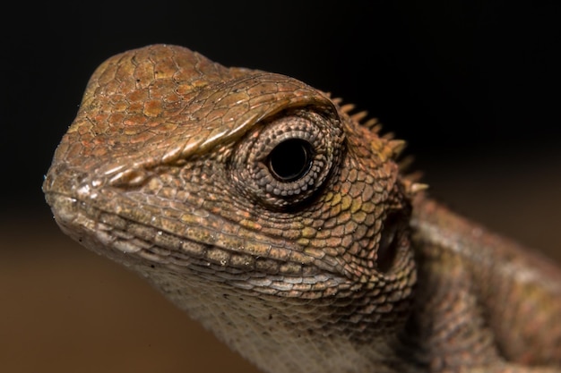 Photo close-up of lizard