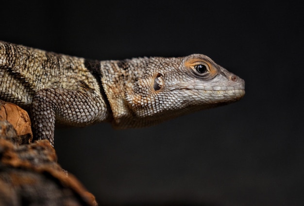 Close-up of lizard