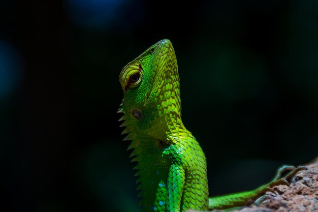 Close-up of lizard