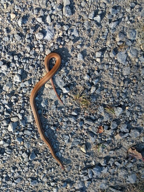 Close-up of lizard