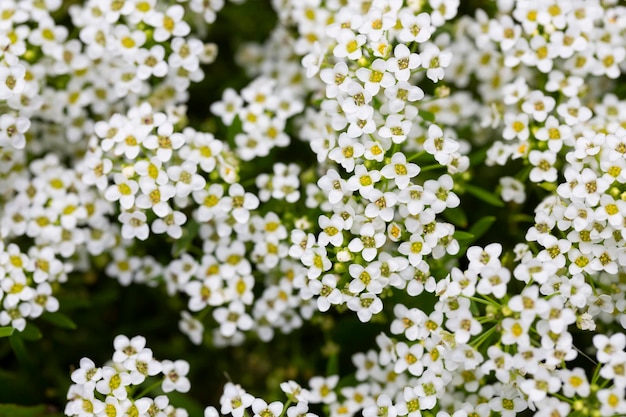 Close up of Lobularia maritima flowers syn Alyssum maritimum common name sweet alyssum or sweet alison