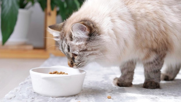 Close up Long haired cat eating organic food from a bowl