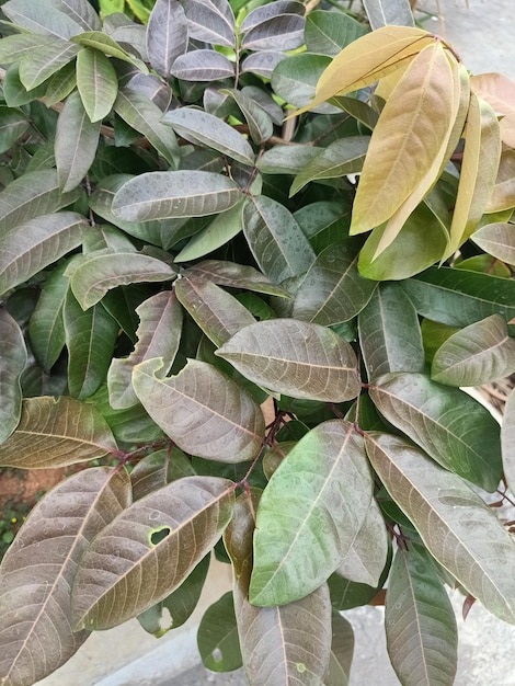 A close up of a longan green tree with leaves and the leaves are green