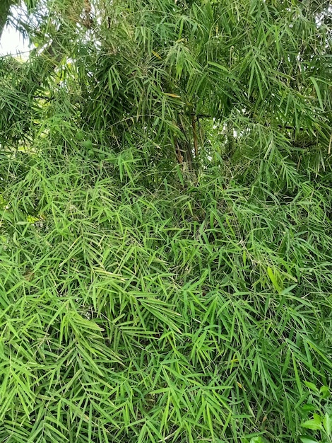 Close up of longsheath bamboo plant