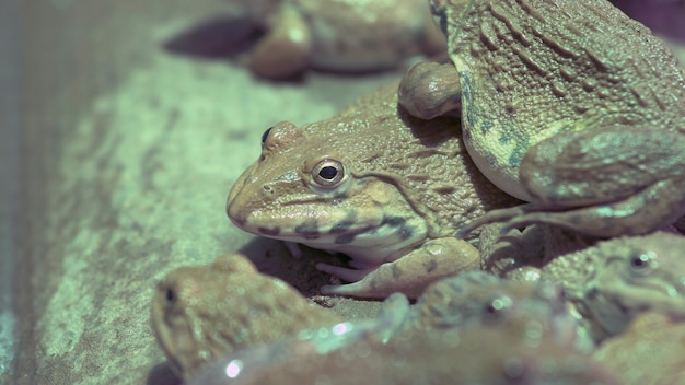 Close up a lot of field frogs in aquaculture farm in Thailand