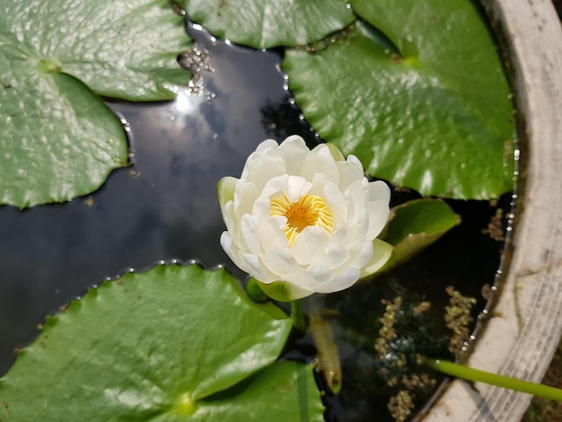 Photo close-up of lotus water lily in lake