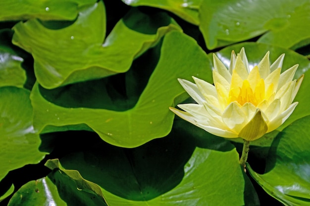 Close-up of lotus water lily in lake