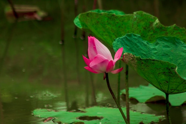 Close-up of lotus water lily in pond