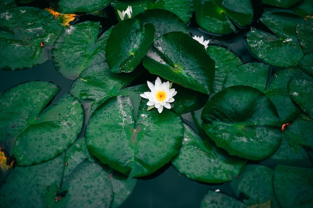 Photo close-up of lotus water lily in pond