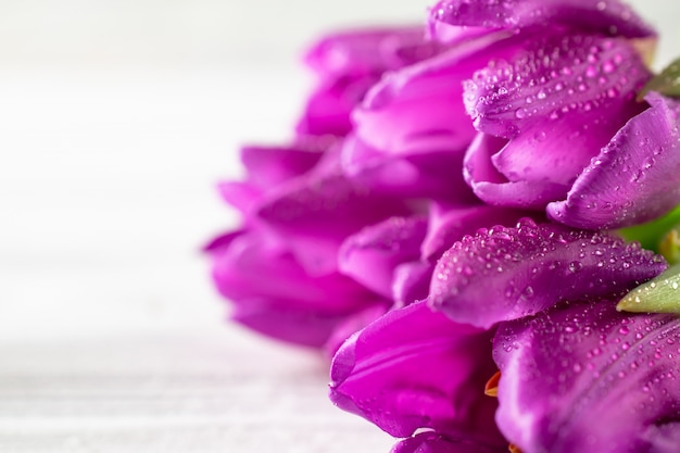 Close up macro beautiful fresh purple tulips bouquet