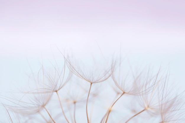 Photo close up macro image of dandelion seed heads with detailed lace-like patterns