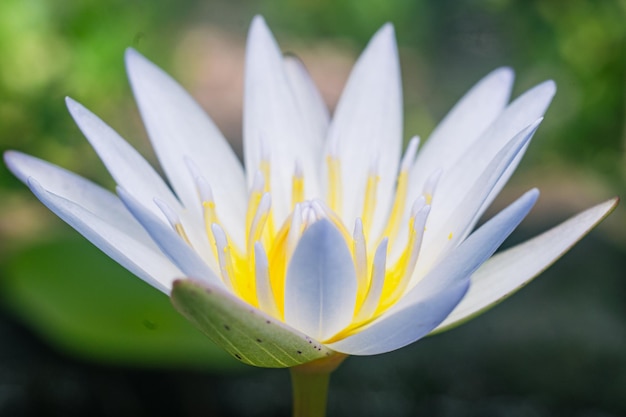 close up macro photography yellow lotus water lily flower nature background premium photo