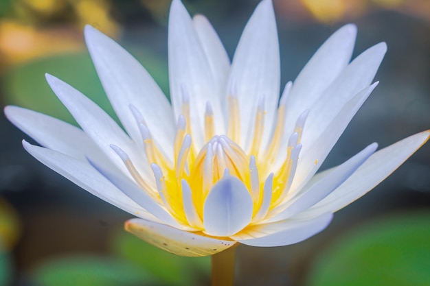 close up macro photography yellow lotus water lily flower nature background premium photo