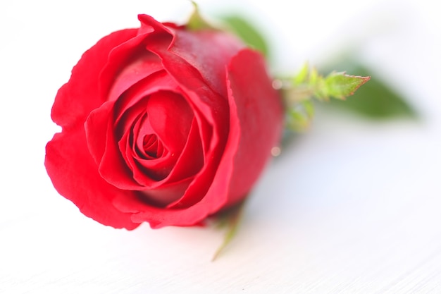 Close up macro of a red rose