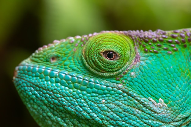 Close-up, macro shot of a green chameleon