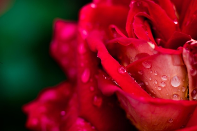 A close up macro shot of a red rose in garden as nature concept