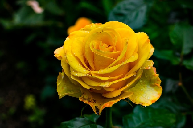 A close up macro shot of a yellow rose in garden as nature concept