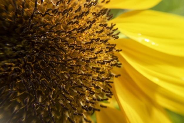 Close-up or macro. Sunflower in full bloom and pollen structure. Beautiful natural sunflower flower