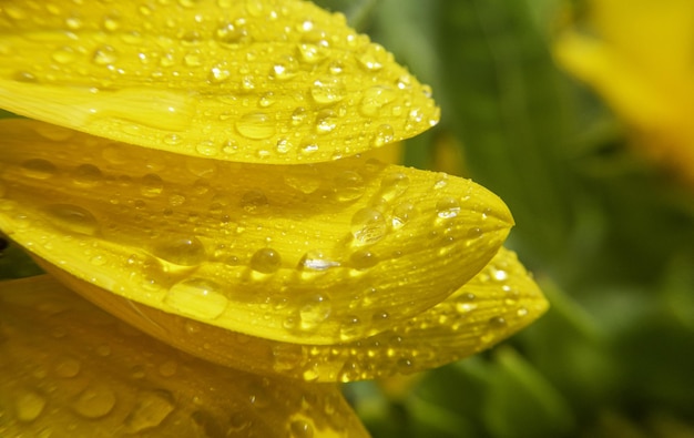 Close-up or macro. Sunflower(Helianthus)petals and dew or raindrops. blurred green background