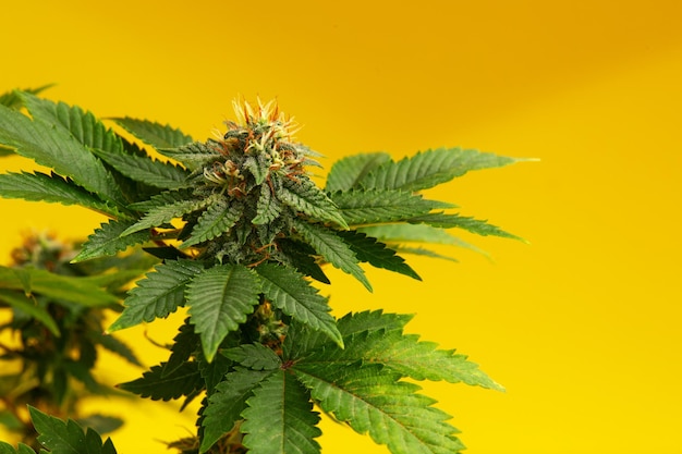 Close up macro of top bud of cannabis plant ready to harvest On yellow background