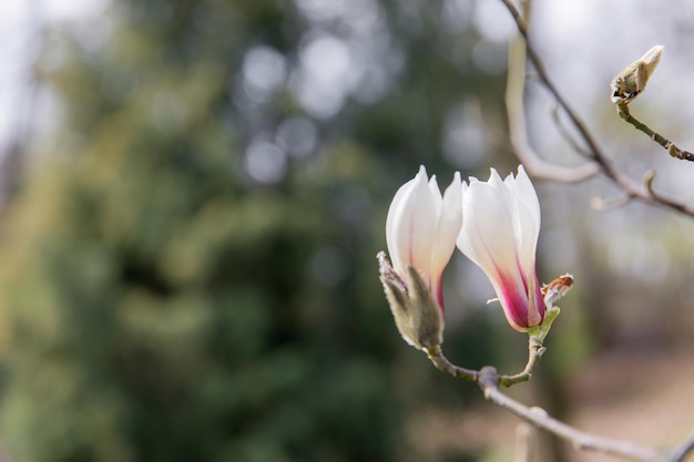 Photo a close up of a magnolia flower with the word magnolia on it