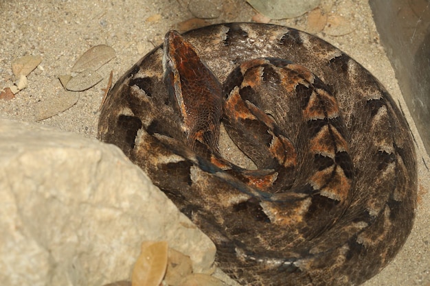 Close up Malayan pit viper snake is rest on sand floor