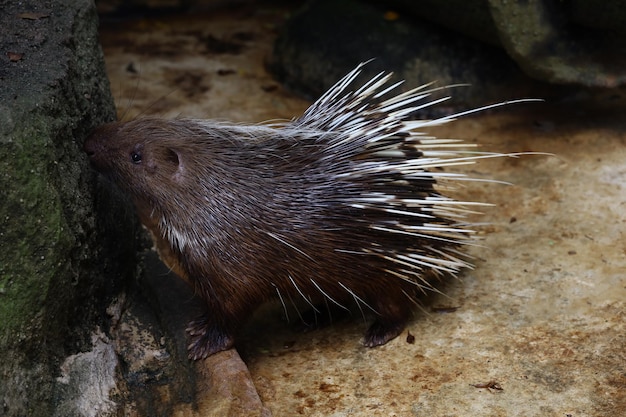 Close up the malayan porcupine animal