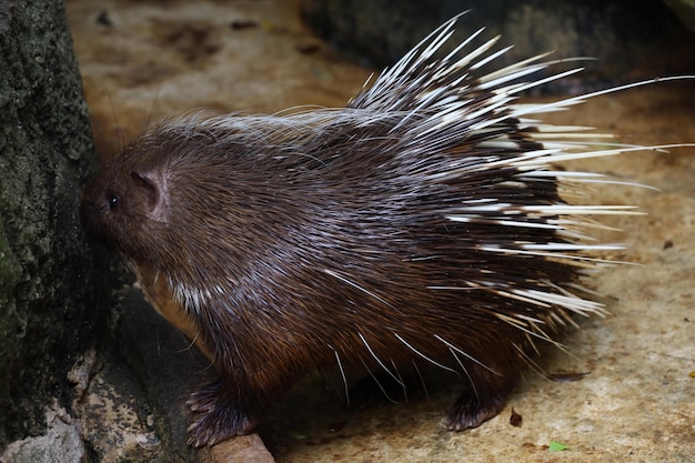 Close up the malayan porcupine animal