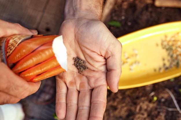 Close up of male farmer with soybean seed in his hands