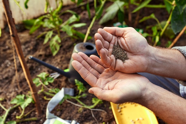 Close up of male farmer with soybean seed in his hands