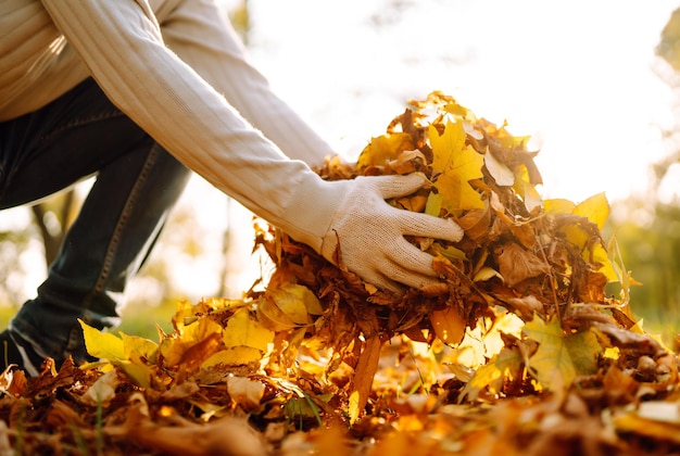 Close Up Of a male hand Raking Autumn Leaves In Garden Autumn garden works