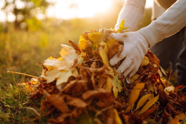 Close Up Of a male hand Raking Autumn Leaves In Garden Autumn garden works