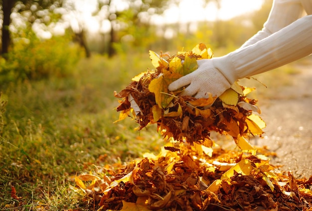 Close Up Of a male hand Raking Autumn Leaves In Garden Autumn garden works