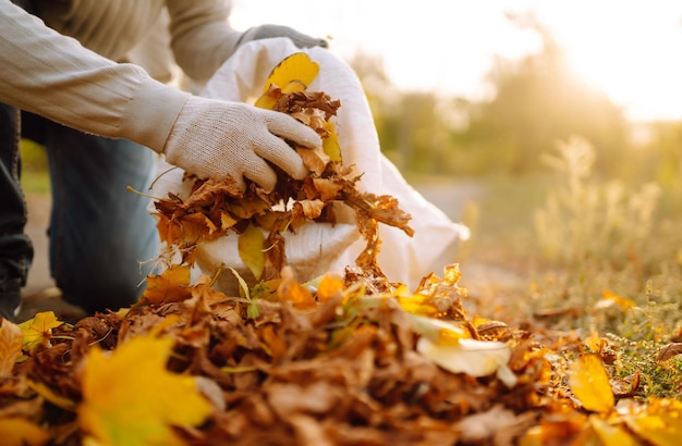 Close Up Of a male hand Raking Autumn Leaves In Garden Autumn garden works