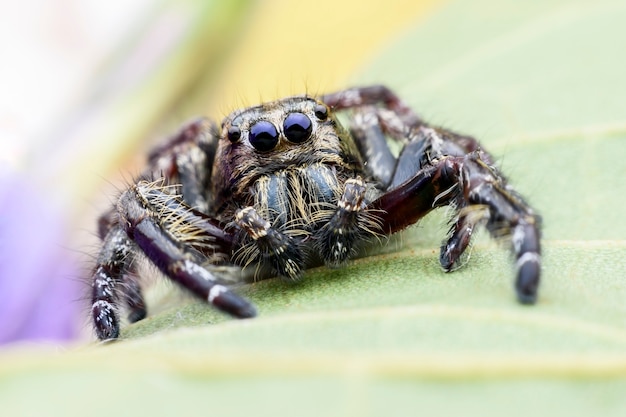 Close up male Hyllus diardi or Jumping spider on green leaf