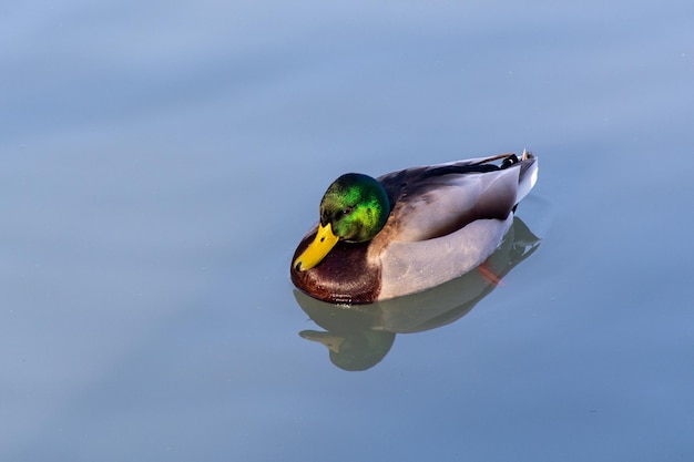 Close up of a male mallard duck in the lake