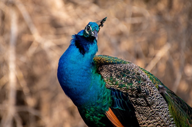 Close-up of a Male Peacock in the wild